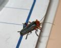 Cantharis livida